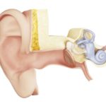 The anatomy of the inner ear