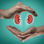 Concept of a healthy kidneys.