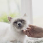 Woman caressing a cat lying on a fluffy carpet