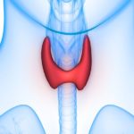 Human Thyroid Gland Anatomy