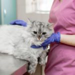 young woman professional veterinarian strokes a big gray cat on table in veterinary clinic.