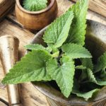 Melissa leaf or lemon balm