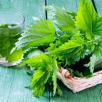 Medicinal plant nettles: fresh leaves and infusion