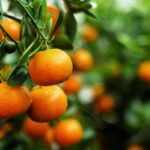 View on a branch with bright orange tangerines on a tree. Hue, Vietnam.