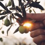 Olive branch in farmer’s hand – close up. Agriculture or gardening – country outdoor scenery, gold sunset light.
