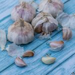 Fresh garlic on a blue wooden table background. Cooking ingredient. Harvest