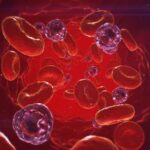 Inside The Vascular System 03