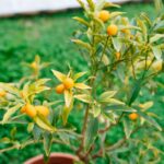 Kumquat or fortunella tree with ripe orange fruits on branches in the garden.