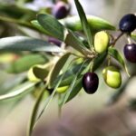 Close up of Tuscan Olive branch hanging from tree