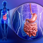 Small intestine anatomy of female