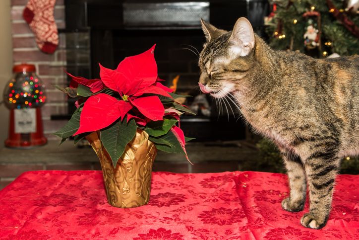 La stella di Natale è tossica per cani e gatti, ma pochi lo sanno!